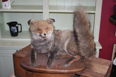 Trofeo Volpe impagliata